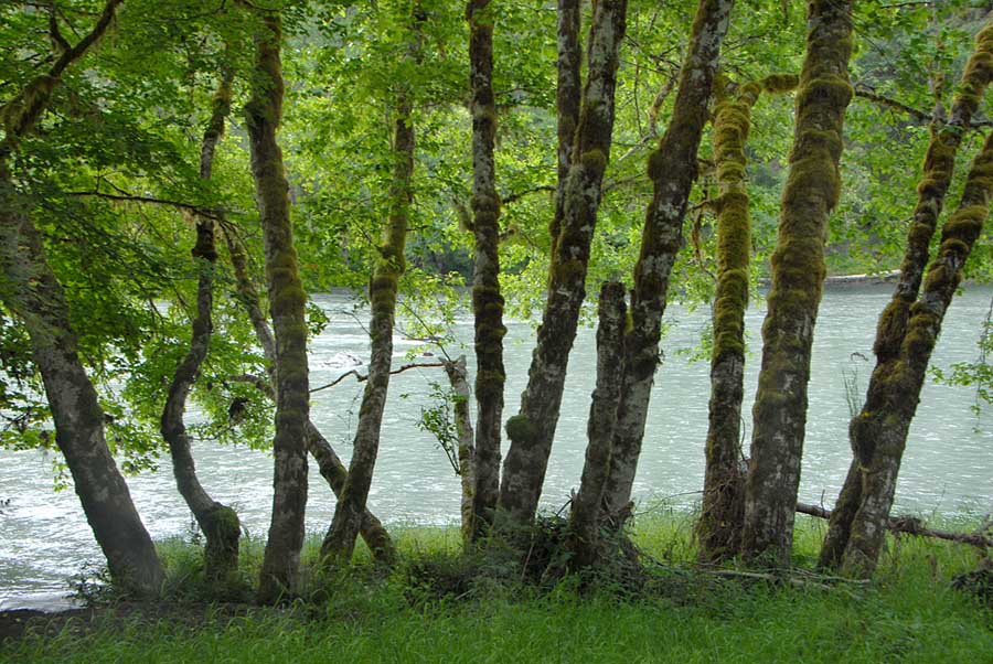 Know your wood Red Alder