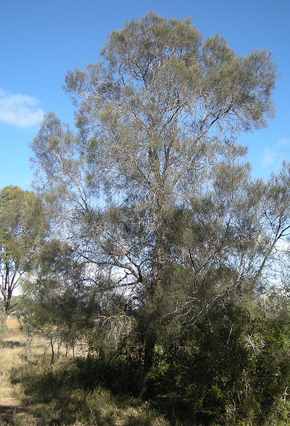 Know Your Wood: Australian Buloke | SpecialtyLumberSolutions.com