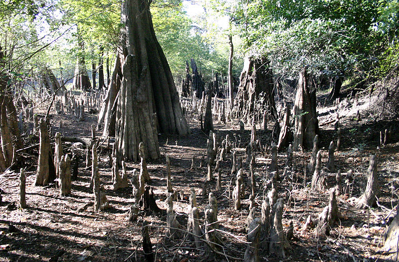 Know Your Wood:  Cypress