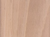 european beech exotic wood image