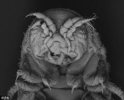 A Day Without Gribbles…