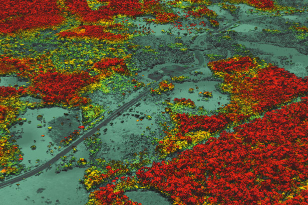 Responsible Forestry Via Digital Imaging